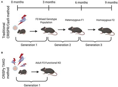 CRISPR Turbo Accelerated KnockOut (CRISPy TAKO) for Rapid in vivo Screening of Gene Function